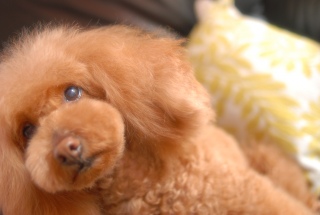 ������߂�Fran����ł��͂�💓