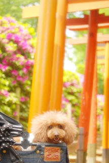 ���Ð_�Ђ̂���Fran����ł��͂�💓