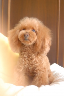 ���Ƃł�����߂�Fran����ł��͂�💓