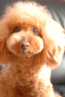 �J�����ڐ��ł�Fran����ł��͂�💓