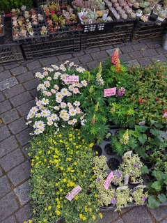 �n���w�ŃW���s�����Ǝv������A�؎s����Ă��I�~�����̂��������ǃW���ɂ�