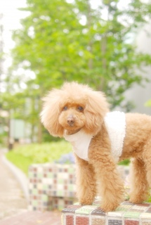 �_�c���߂��ł�Fran����ł��͂�💓