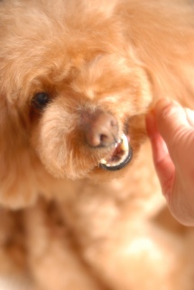 �W���[�L�[������Fran����ł��͂�💓