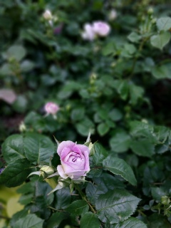 ������Fran����̌�����