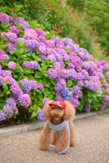 �A�W�T�C���o�b�N�Ɂ`��Fran����ł��͂�💓