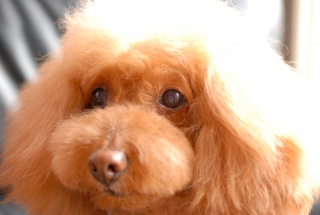 �A�b�v��Fran����ł��͂�💓