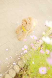 �R�X���X��Fran����ł��͂�💛