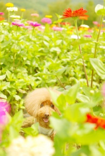 ���̎��̃w�A�[�͂ǂ��Ȃ�������Ă�́H��Fran����ł��͂�💛
