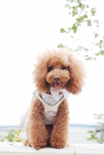 �L�F�ł�Fran����ł��͂�💓