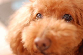 �L���L�����ږڂ�Fran����ł��͂�💓