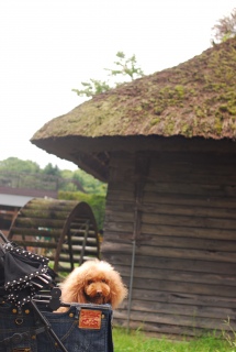 �E�씪�C�ł�Fran����ł��͂�💓
