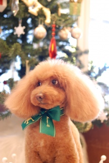 �g���~���O�T�����Ŕ��ڌ����Ă�Fran����ł��͂�💓