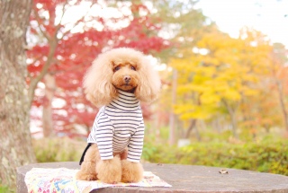 �g�t���o�b�N�Ɂ`��Fran����ł��͂�💓