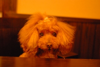 �H�������̑O�ɍ����Ă���Ă���Fran����ł��͂�💓