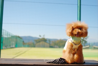 �e�j�X�R�[�g���o�b�N�Ɂ`��Fran����ł��͂�💓