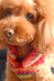 �A�b�v��Fran����ł��͂�💓